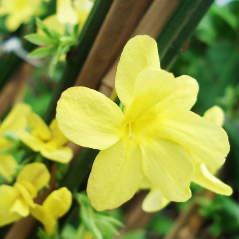 Jasminum nudiflorum - Winter-Jasmin (Blüte)