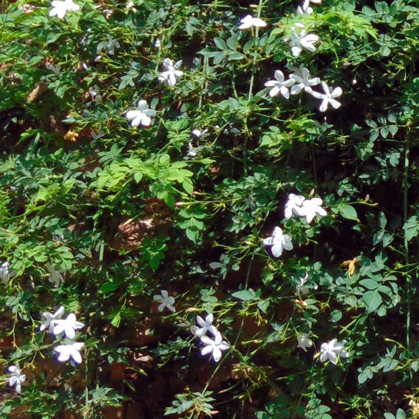 Jasminum azoricum - Azoren-Jasmin (Laub)