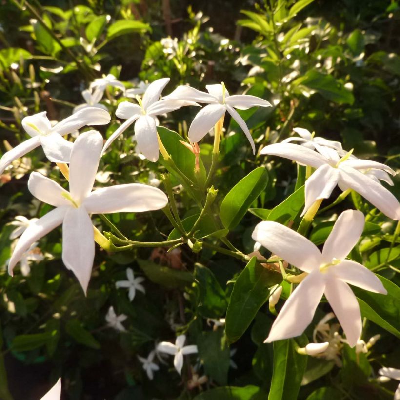 Jasminum azoricum - Azoren-Jasmin (Blüte)