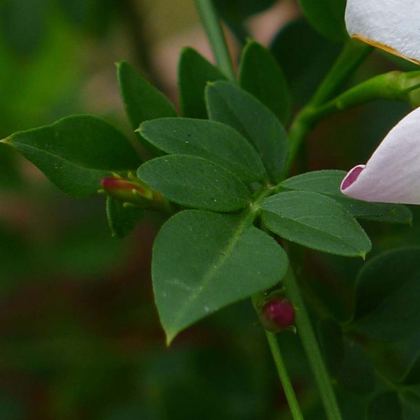 Jasminum grandiflorum - Chinesischer Tee-Jasmin (Laub)