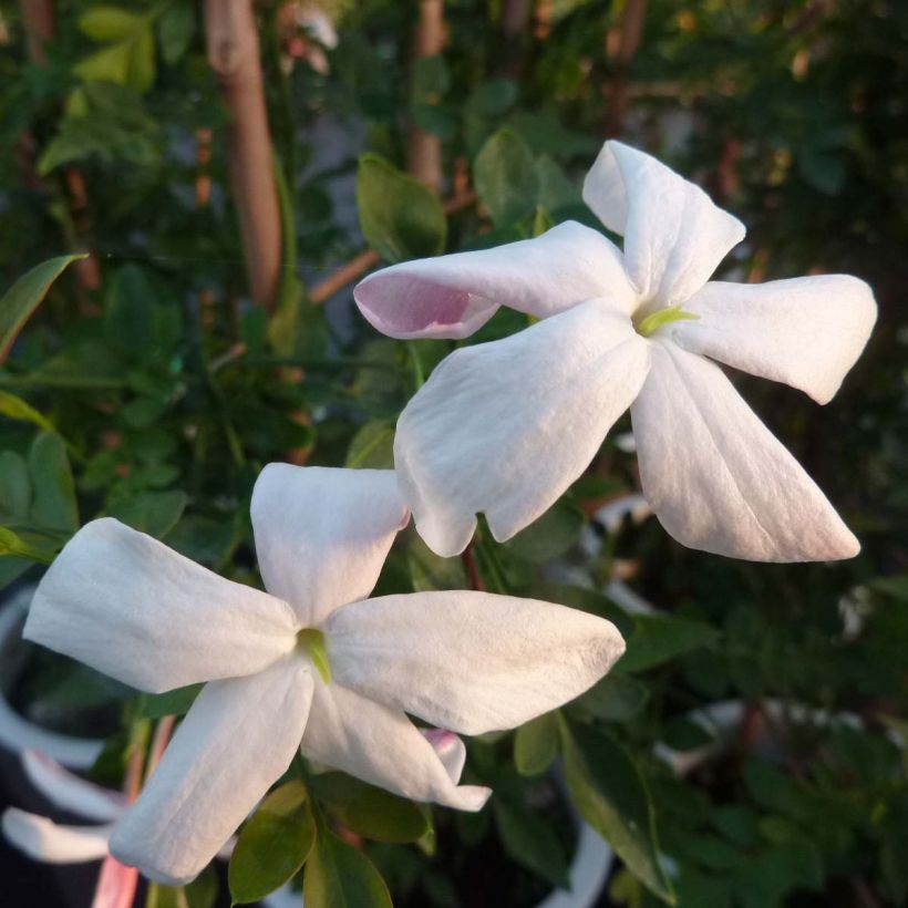 Jasminum grandiflorum - Chinesischer Tee-Jasmin (Blüte)