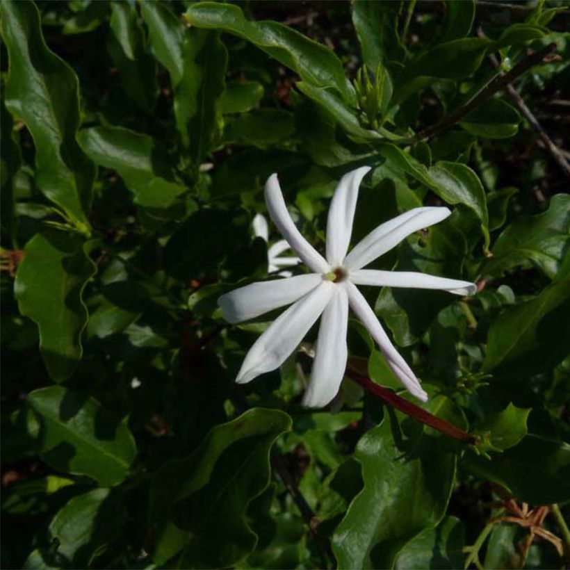 Jasminum multipartitum - Afrikanische Jasmin (Laub)