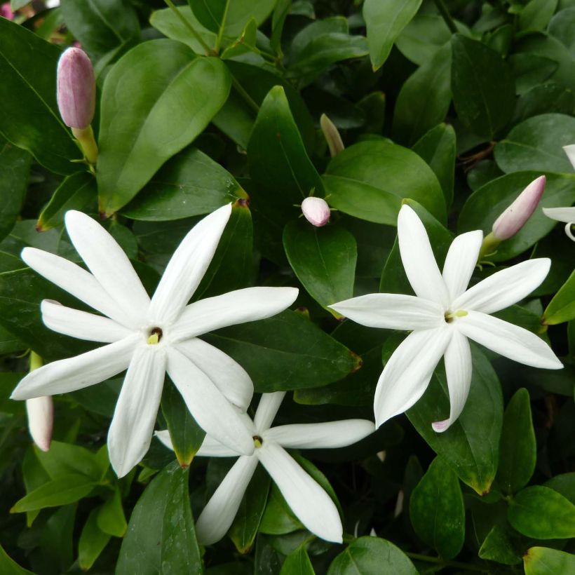 Jasminum multipartitum - Afrikanische Jasmin (Blüte)