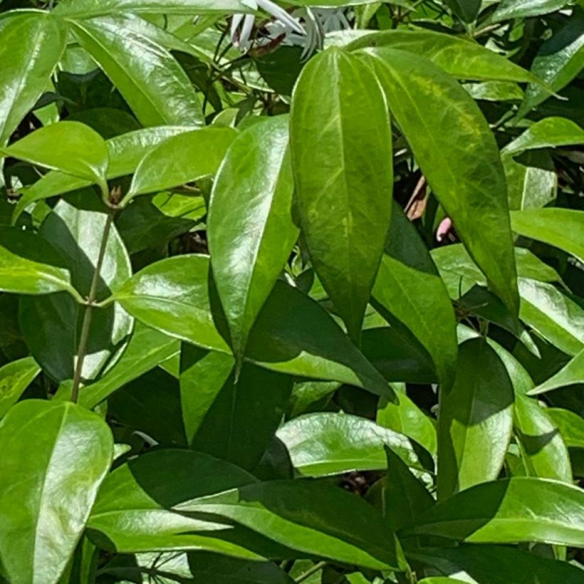 Jasminum laurifolium var. nitidum - Jasmin (Laub)