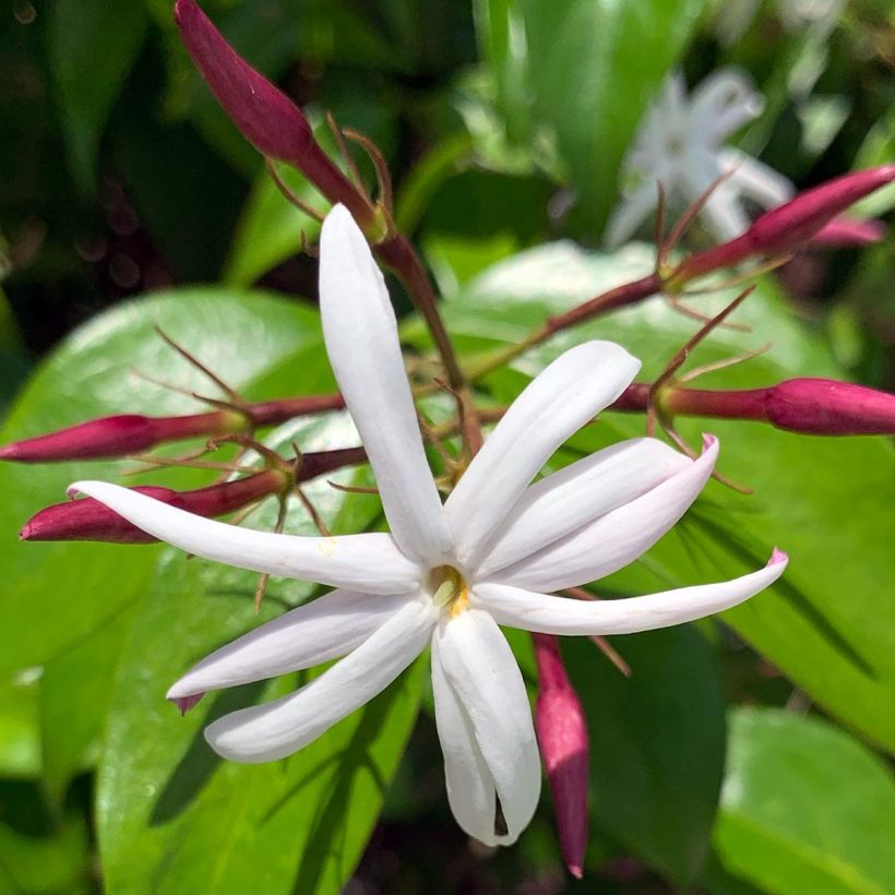 Jasminum laurifolium var. nitidum - Jasmin (Blüte)