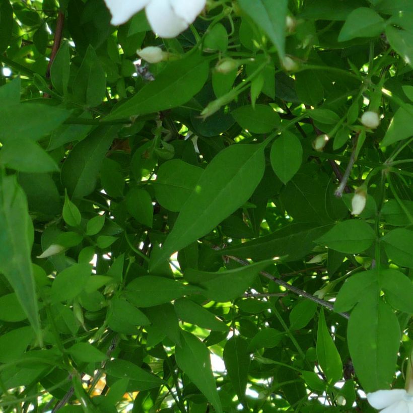 Jasminum officinale - Echte Jasmin (Laub)