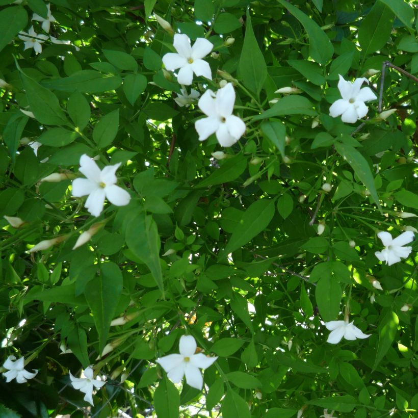 Jasminum officinale - Echte Jasmin (Blüte)