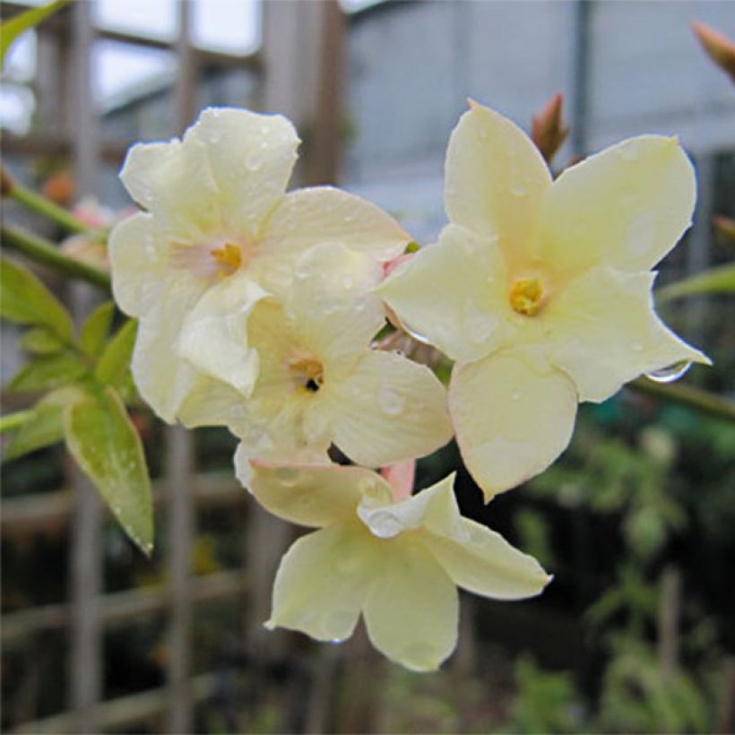 Jasminum officinale Clotted Cream - Echte Jasmin (Blüte)