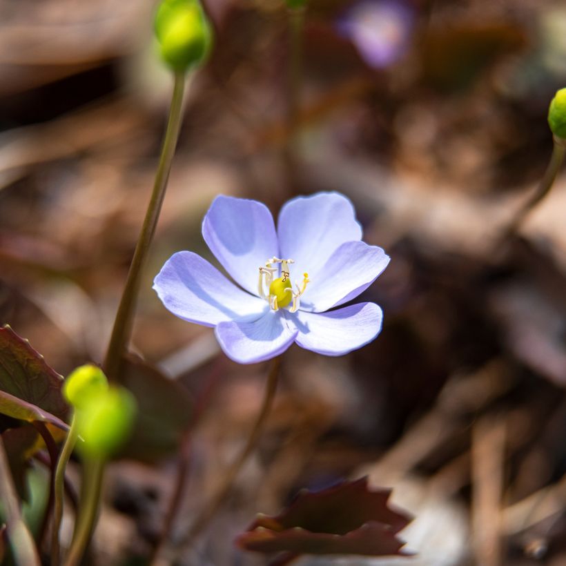 Jeffersonia dubia - Feffersonie (Blüte)