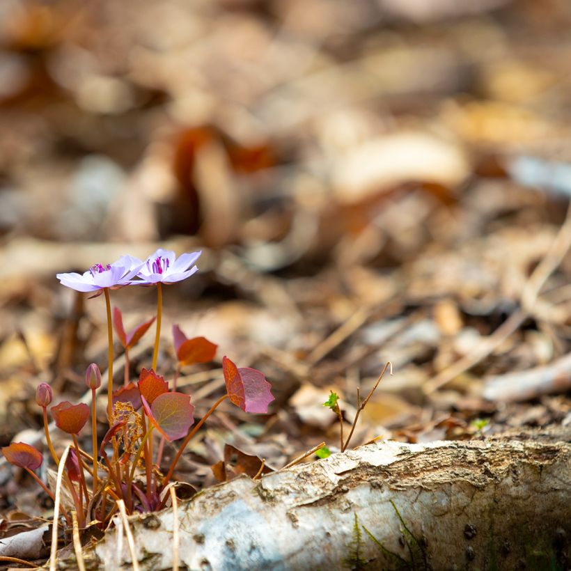 Jeffersonia dubia - Feffersonie (Hafen)