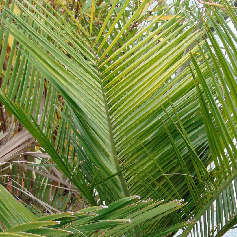 Jubaea chilensis - Honigpalme (Laub)