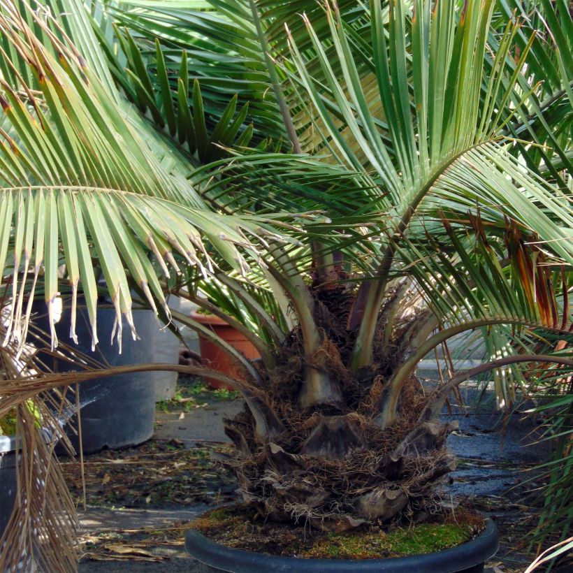 Jubaea chilensis - Honigpalme (Hafen)