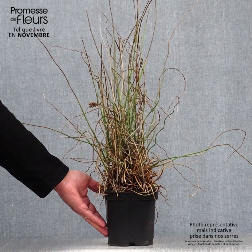 Exemplar von Juncus effusus Spiralis - Jonc spiralé en pot de 2/3 litres wie im Herbst geliefert