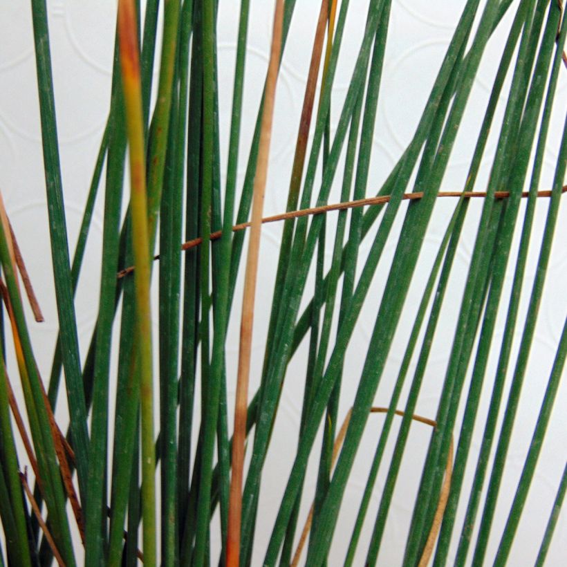 Juncus inflexus - Blaugrüne Binse (Laub)