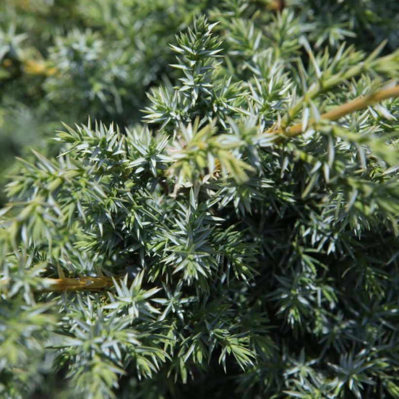 Juniperus chinensis Blue Alps (Laub)