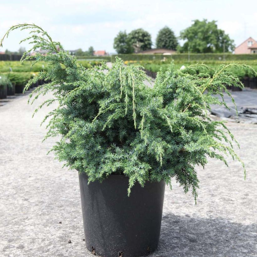 Juniperus chinensis Blue Alps (Hafen)