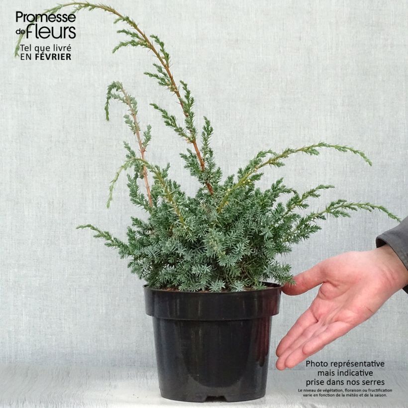 Exemplar von Juniperus chinensis Blue Alps - Genévrier de Chine Pot de 2L/3L wie im Winter geliefert