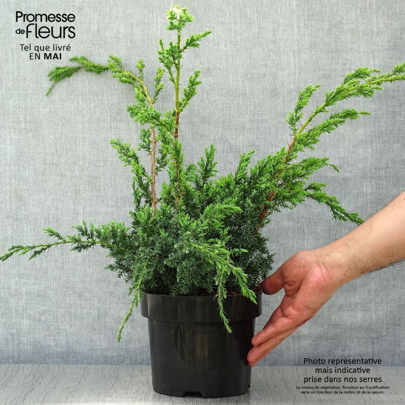 Exemplar von Juniperus chinensis Blue Alps - Genévrier de Chine Pot de 2L/3L wie im Frühjahr geliefert