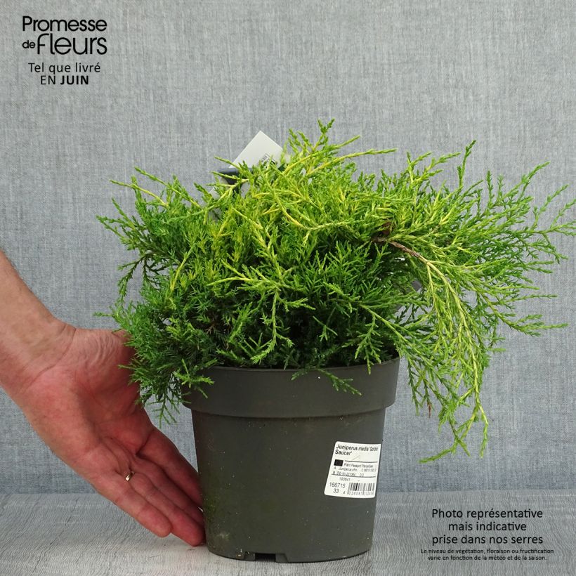 Exemplar von Juniperus chinensis Golden Saucer - Genévrier hybride - Pot de 2L/3L wie im Frühjahr geliefert