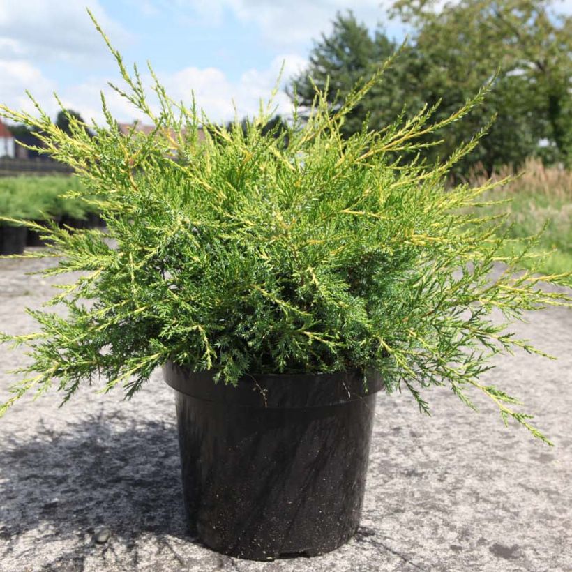 Juniperus pfitzeriana Kuriwao Gold (Hafen)