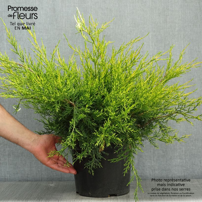 Exemplar von Juniperus chinensis Kuriwao Gold - Genévrier hybride en pot de 7,5L/10L wie im Frühjahr geliefert