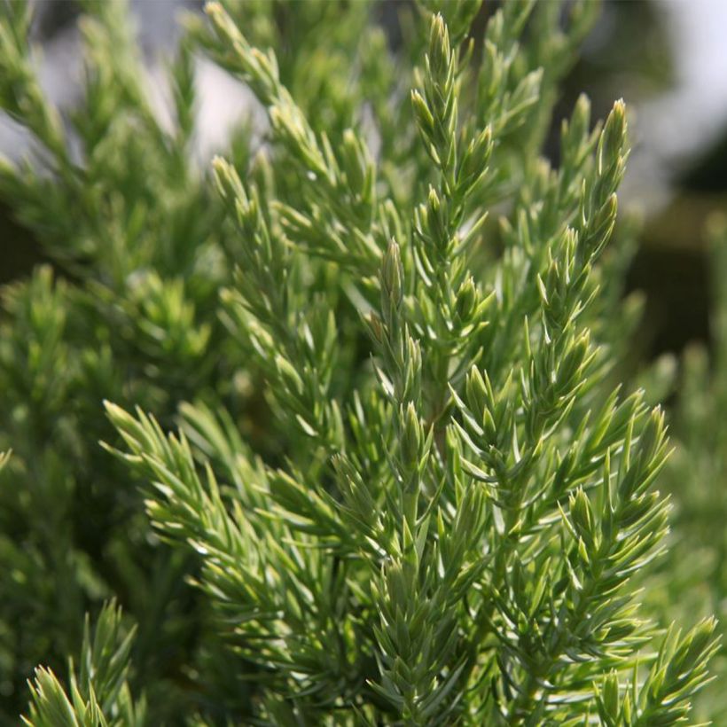 Juniperus chinensis Stricta (Laub)