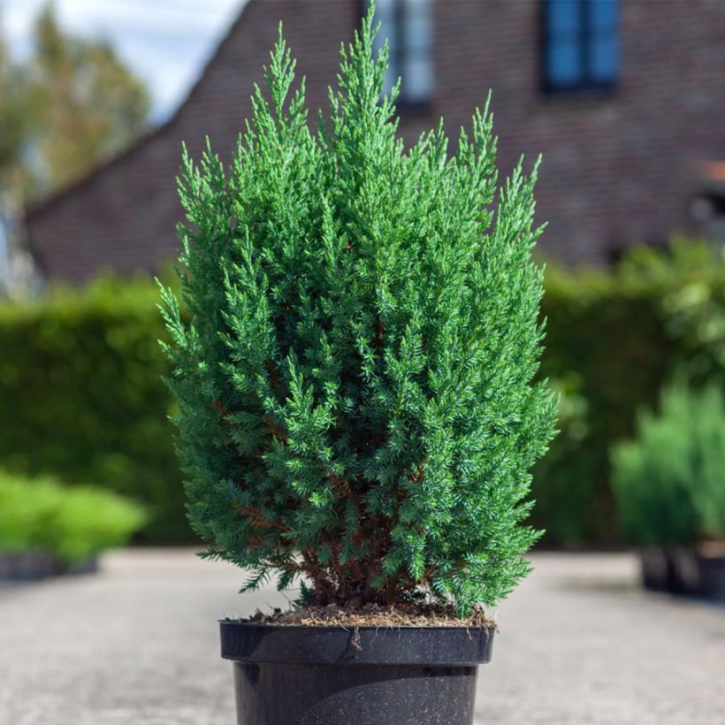 Juniperus chinensis Stricta (Hafen)