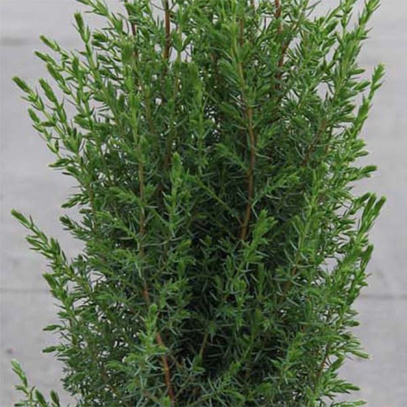 Juniperus communis Arnold (Laub)