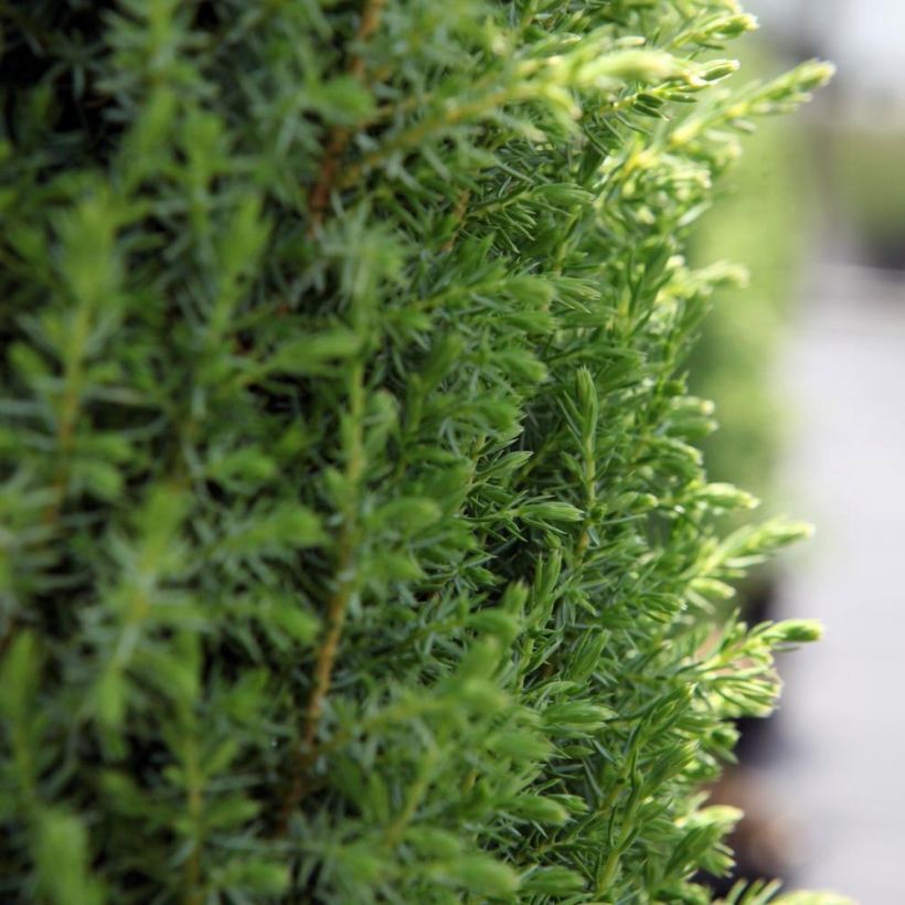 Juniperus communis Compressa (Laub)