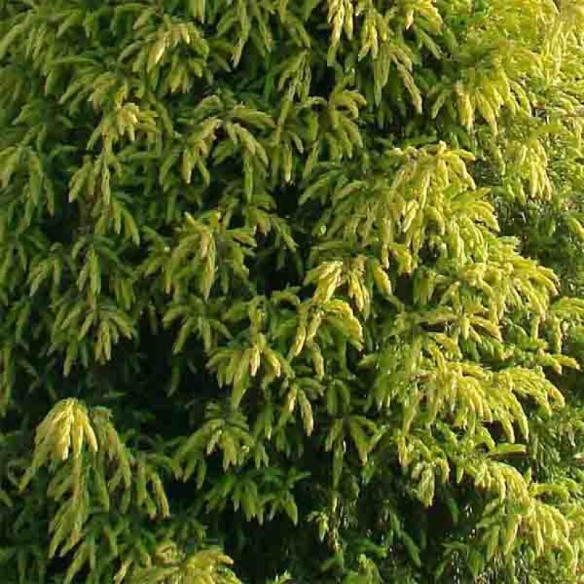 Juniperus communis Gold Cone (Laub)