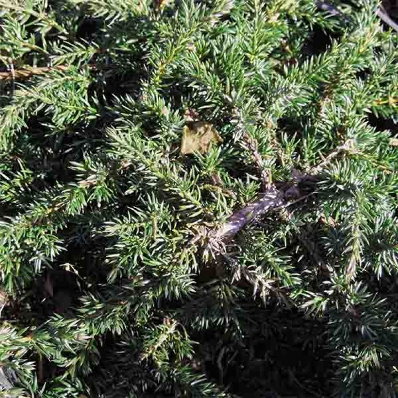 Juniperus communis Green Carpet (Laub)