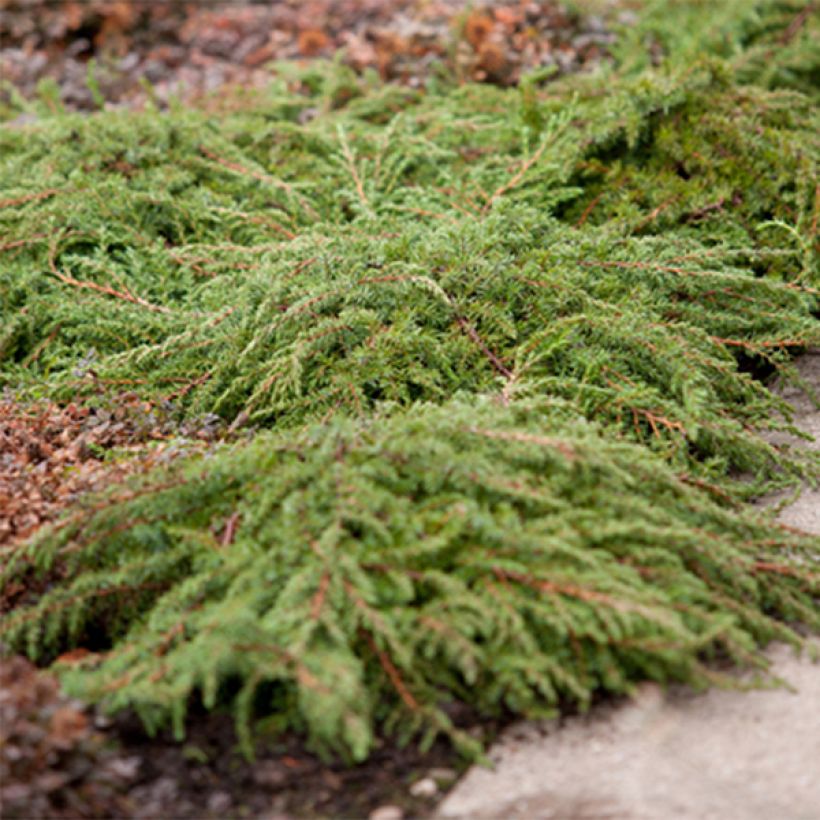 Juniperus communis Green Carpet (Hafen)