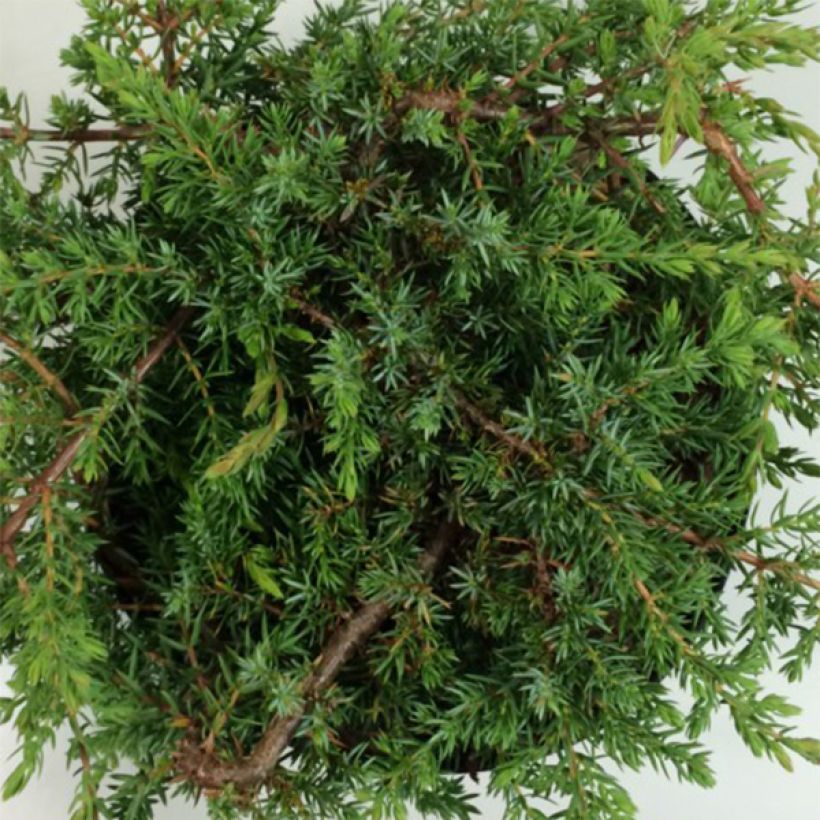 Juniperus communis subsp. hemisphaerica Hornibrookii (Laub)