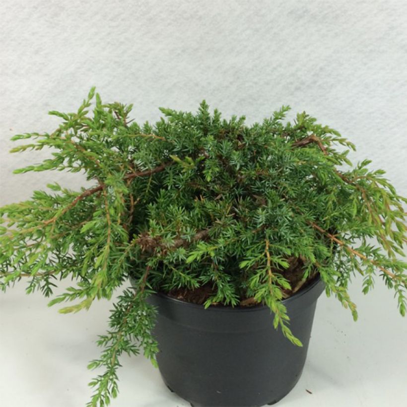 Juniperus communis subsp. hemisphaerica Hornibrookii (Hafen)