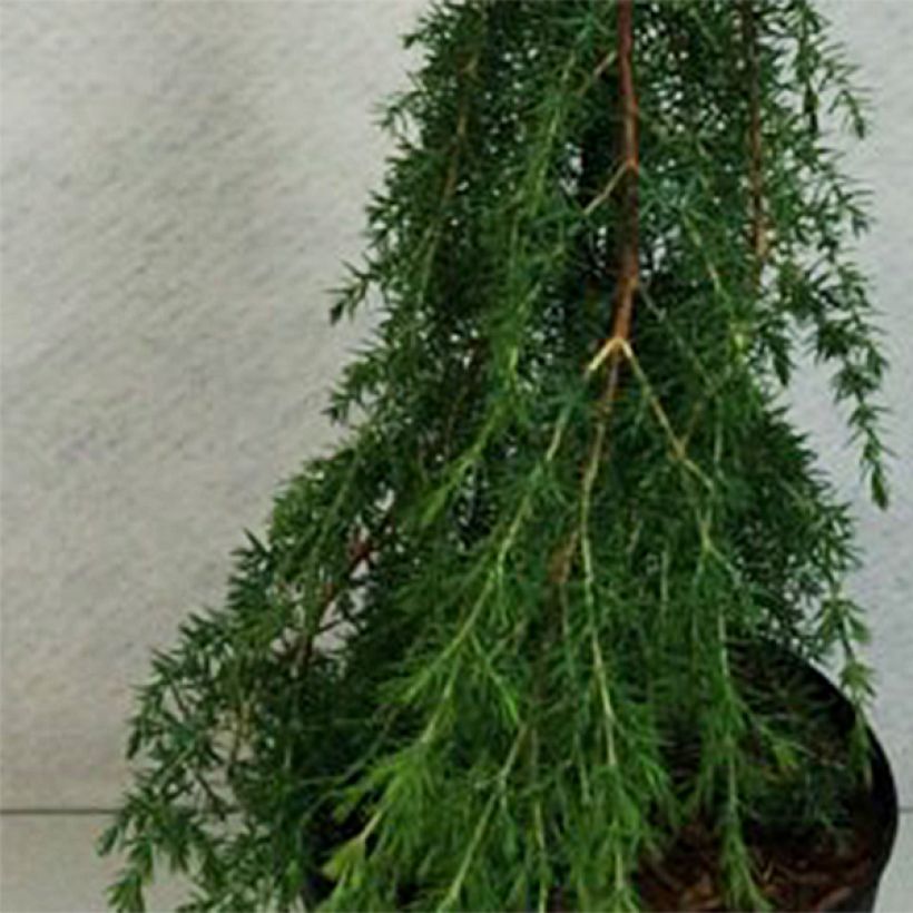 Juniperus communis Horstmann (Laub)