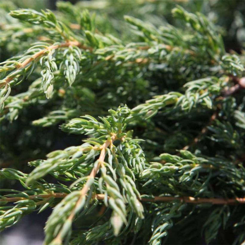 Juniperus communis Repanda (Laub)