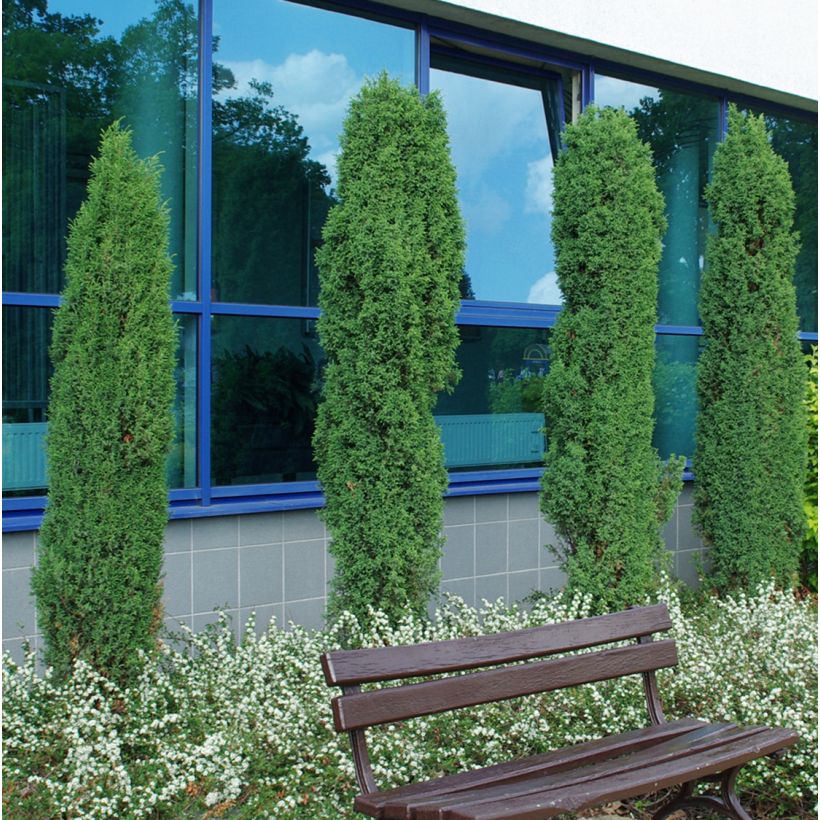 Juniperus communis Suecica (Hafen)