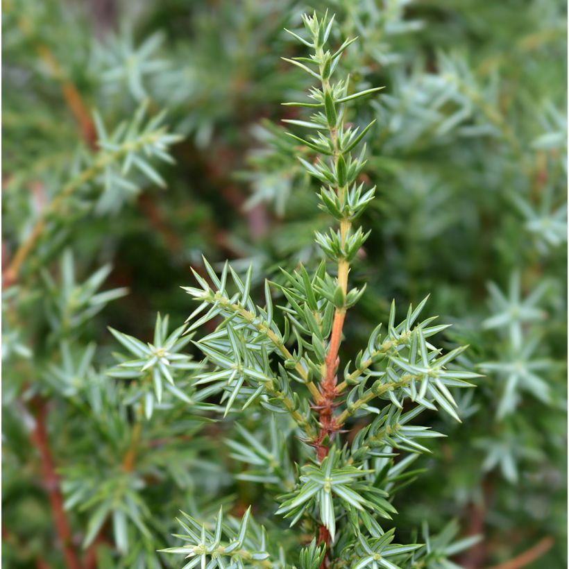 Juniperus communis Suecica (Laub)