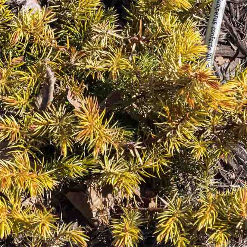 Juniperus conferta All Gold (Laub)