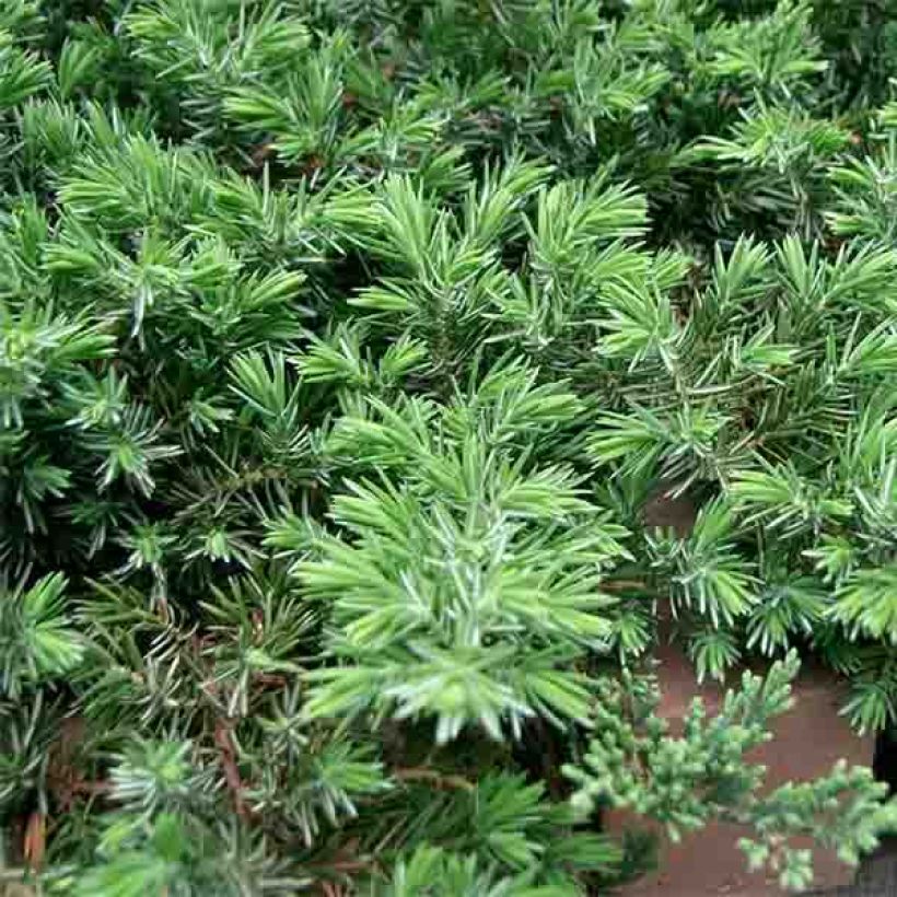 Juniperus conferta Blue Pacific (Laub)