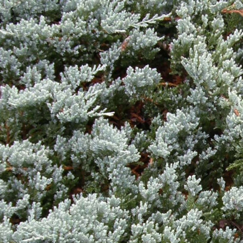 Juniperus horizontalis Blue Chip (Laub)