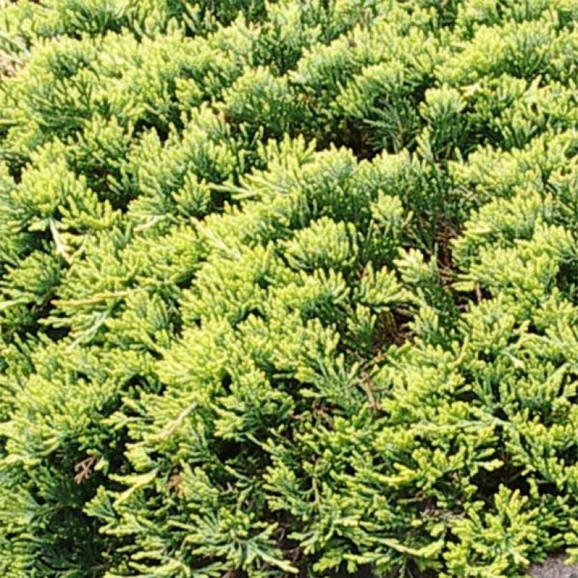 Juniperus horizontalis Golden Carpet (Laub)