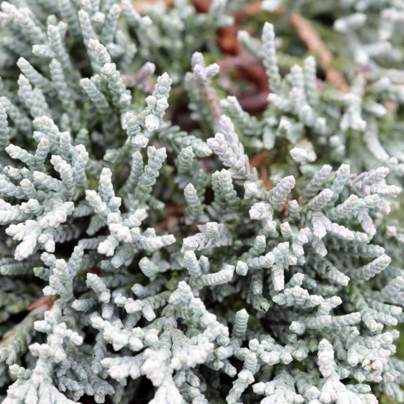 Juniperus horizontalis Icee Blue (Laub)