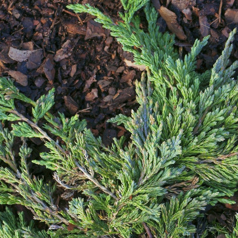 Juniperus horizontalis Jade River (Laub)