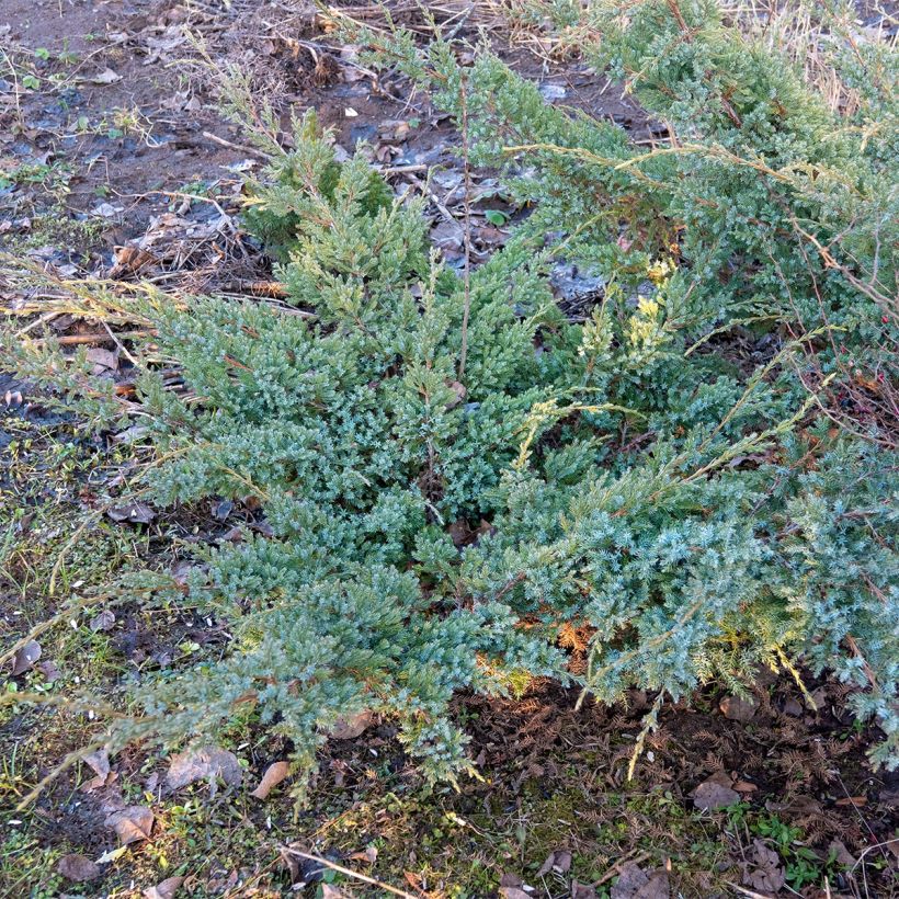 Juniperus horizontalis Jade River (Hafen)