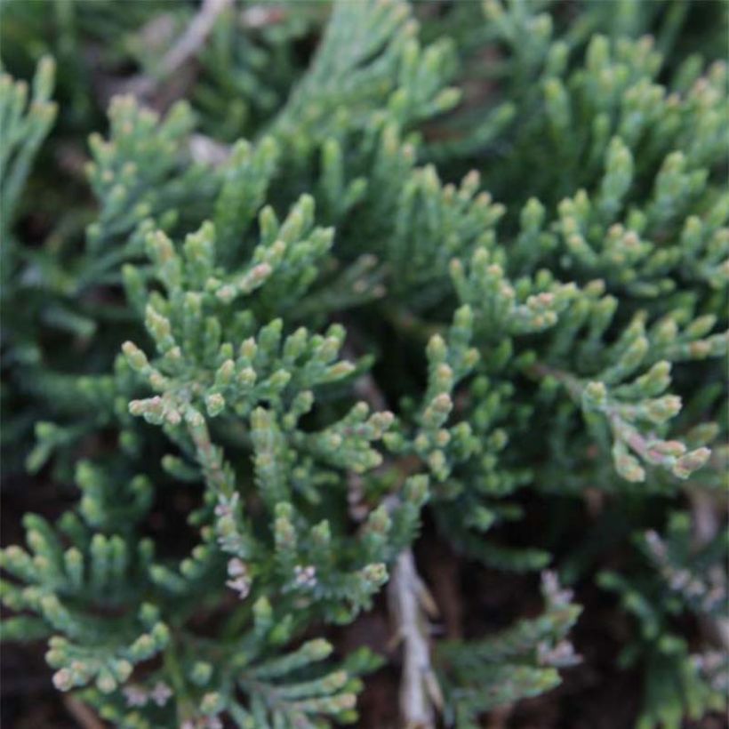 Juniperus horizontalis Prostrata (Laub)