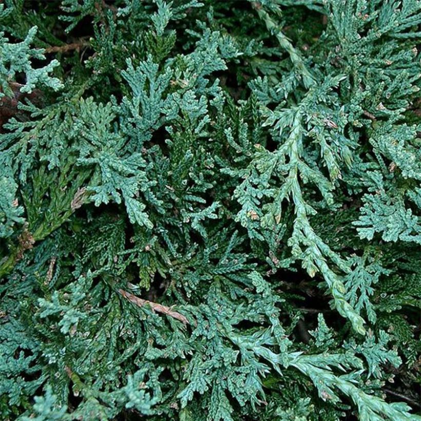 Juniperus horizontalis Wiltonii (Laub)