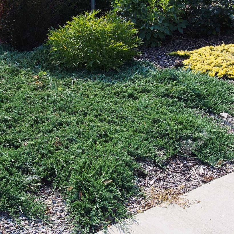 Juniperus horizontalis Wiltonii (Hafen)