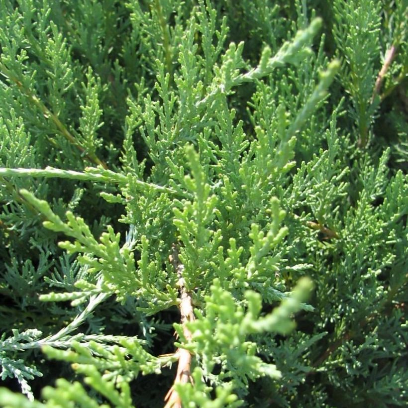 Juniperus media Hetzii (Laub)