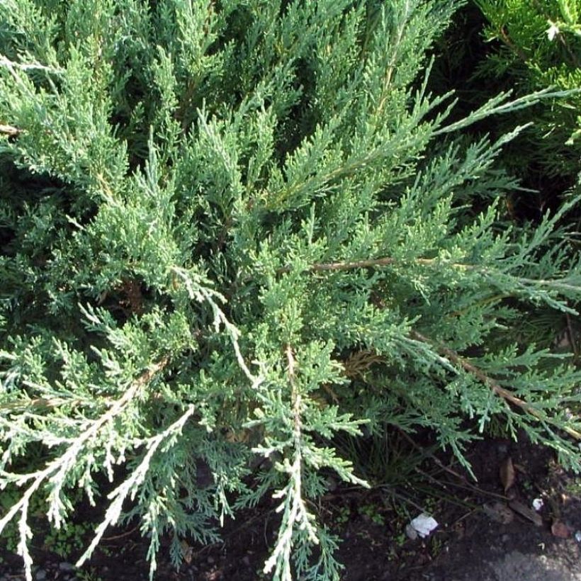 Juniperus media Hetzii (Hafen)